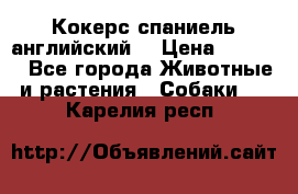 Кокерс спаниель английский  › Цена ­ 4 500 - Все города Животные и растения » Собаки   . Карелия респ.